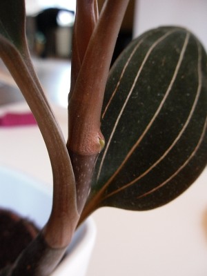 Ludisia_2015-03-28_da.jpg