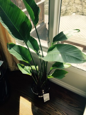 FullSizeRender (1)_small.jpg