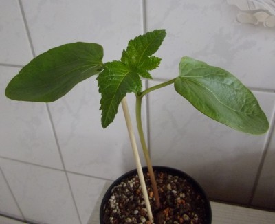 Rizinus Aussaat 3.3..jpg