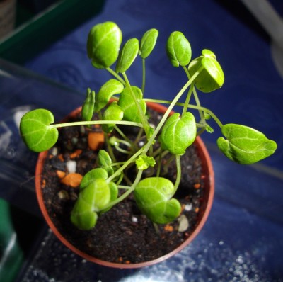 Malve Aussaat 3.3..jpg