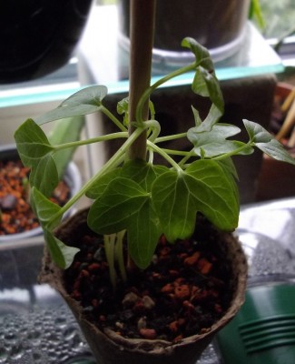 Winde Aussaat 3.3..jpg