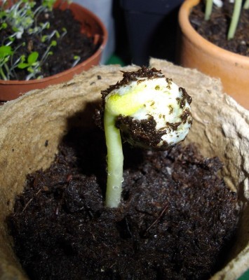 Unbekannte Bohne....jpg