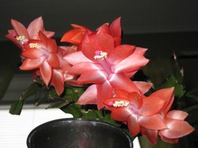 IMG_2785.JPG