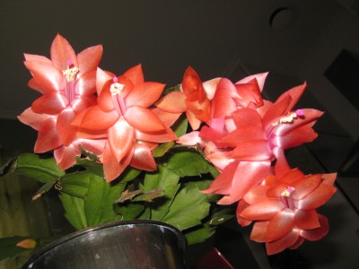 IMG_2786.JPG