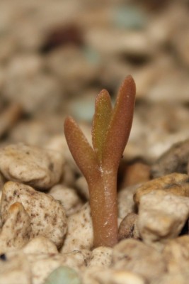 Opuntia 2 am 01.04.2015.jpg