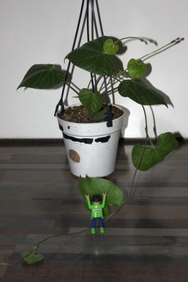 Ipomoea am 01.04.2015.jpg