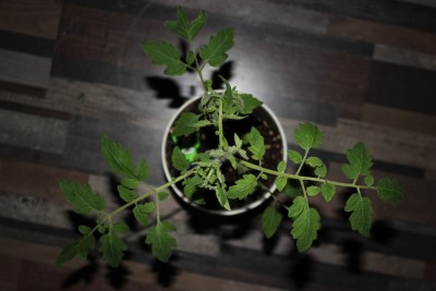 Ampeltomate am 01.04.2015.jpg
