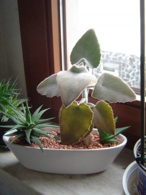 Kalanchoe beharensis.jpg