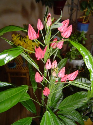 Pavonia multiflora.jpg