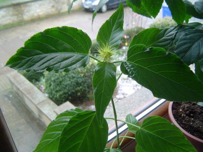 Unbekannte mit Knospe.jpg