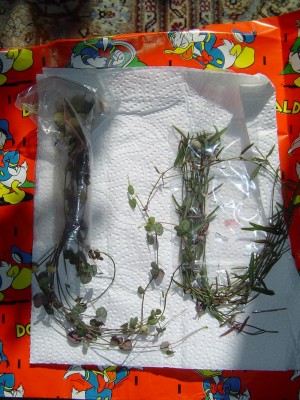 Osterwichtelei.jpg