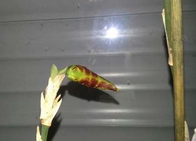 20150402_203252-1.jpg