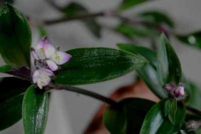 Tradescantia15 007pp.jpg