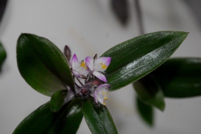Tradescantia15 008pp.jpg