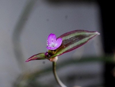 Tradescantia15 009pp.jpg