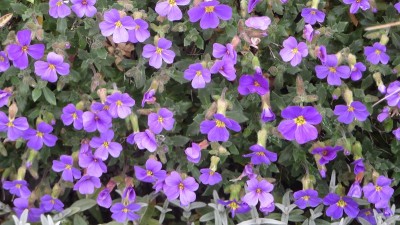 IMG_2376.JPG