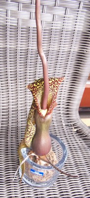 2015-04-04 005.jpg