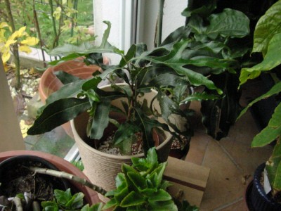 Feuerradbaum1107.jpg