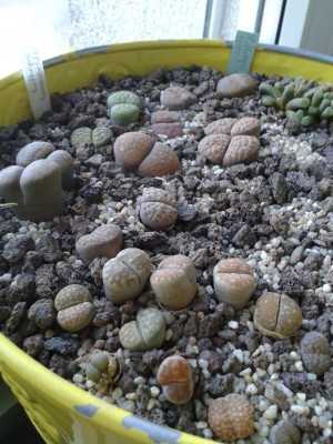 Lithops 19.3.15(2).jpg
