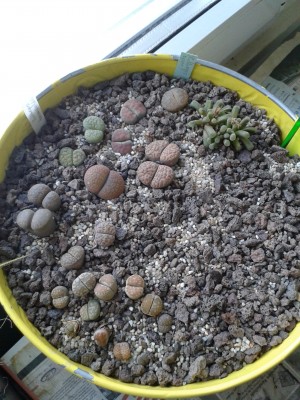 Lithops 19.3.15(1).jpg