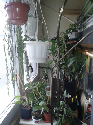 Hoyas 23.3.15(3).jpg