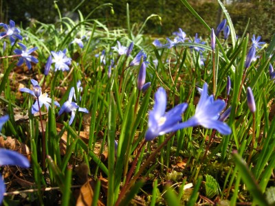 scilla_bifolia_5.jpg