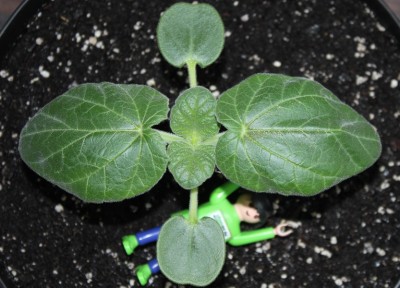 Ibicella am 08.04.2015.jpg