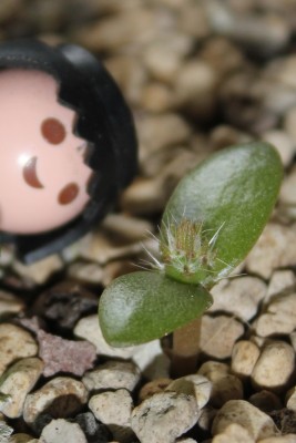 Opuntia am 08.04.2015.jpg