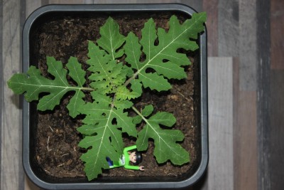 Litschitomate am 08.04.2015.jpg