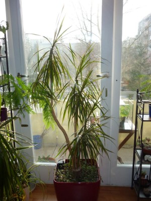 green-P1060722.jpg