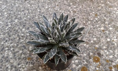 Agave toumeyana bella 1.jpg