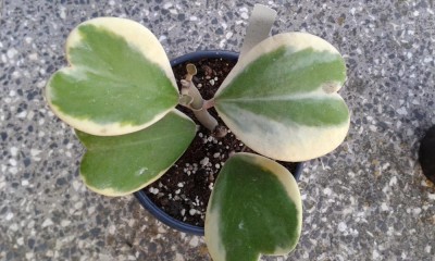 Hoya kerrii 1.jpg