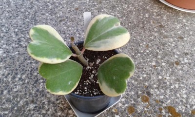 Hoya kerrii.jpg