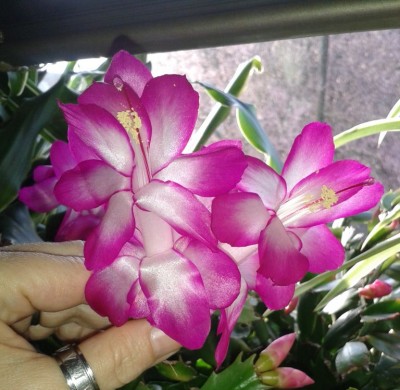 20150410_181100.jpg