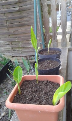 Cannas.jpg