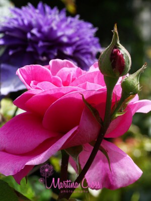 MC3746Gertrude-Jekyll.jpg