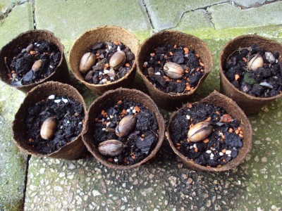 K800_201504111 das wird wohl nicht mehr.JPG