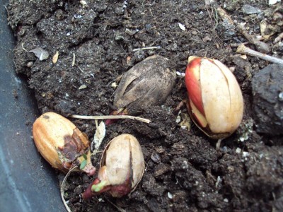 K800_20150411 Überraschung_2.JPG