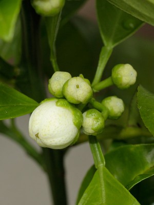 150411_citrus_new_zealand_grapefruit_2.jpg