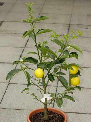 150411_citrus_limettioides_de_lima_1.jpg