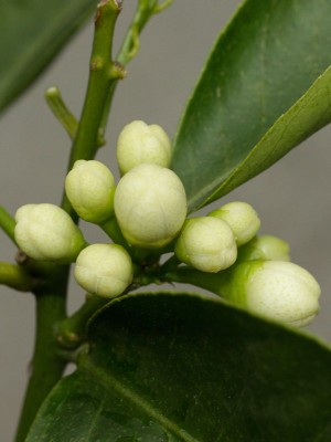 150411_citrus_limettioides_de_lima_2.jpg