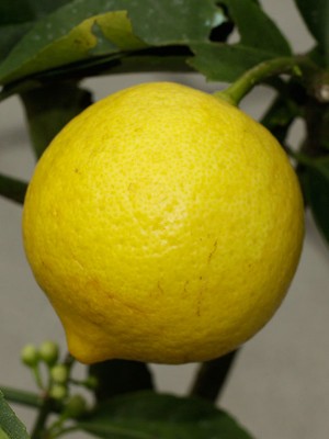 150411_citrus_limettioides_de_lima_3.jpg