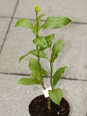 150411_citrus_bergamia_calabria.jpg
