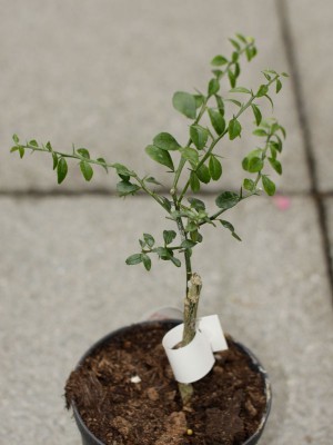 150411_citrus_australasica.jpg