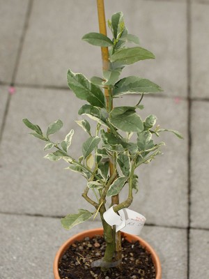 150411_citrus_medica_variegata.jpg