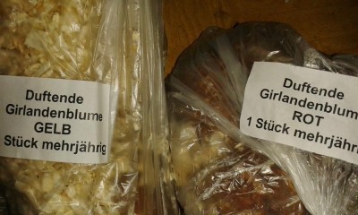 Girlandenblume.jpg