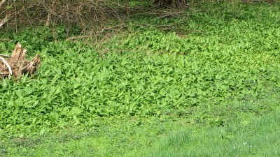 IMG_2443.JPG