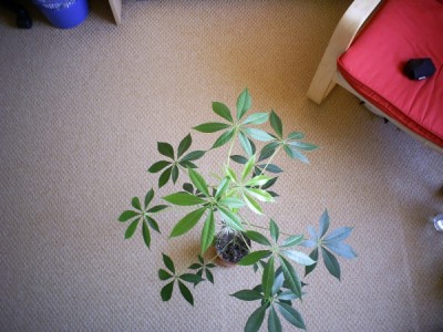 PIC_0174 600x450.jpg