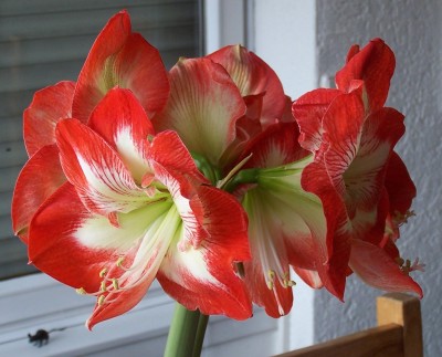 2015-04-13 003.jpg