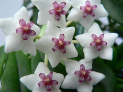 Hoyabella_092005.jpg
